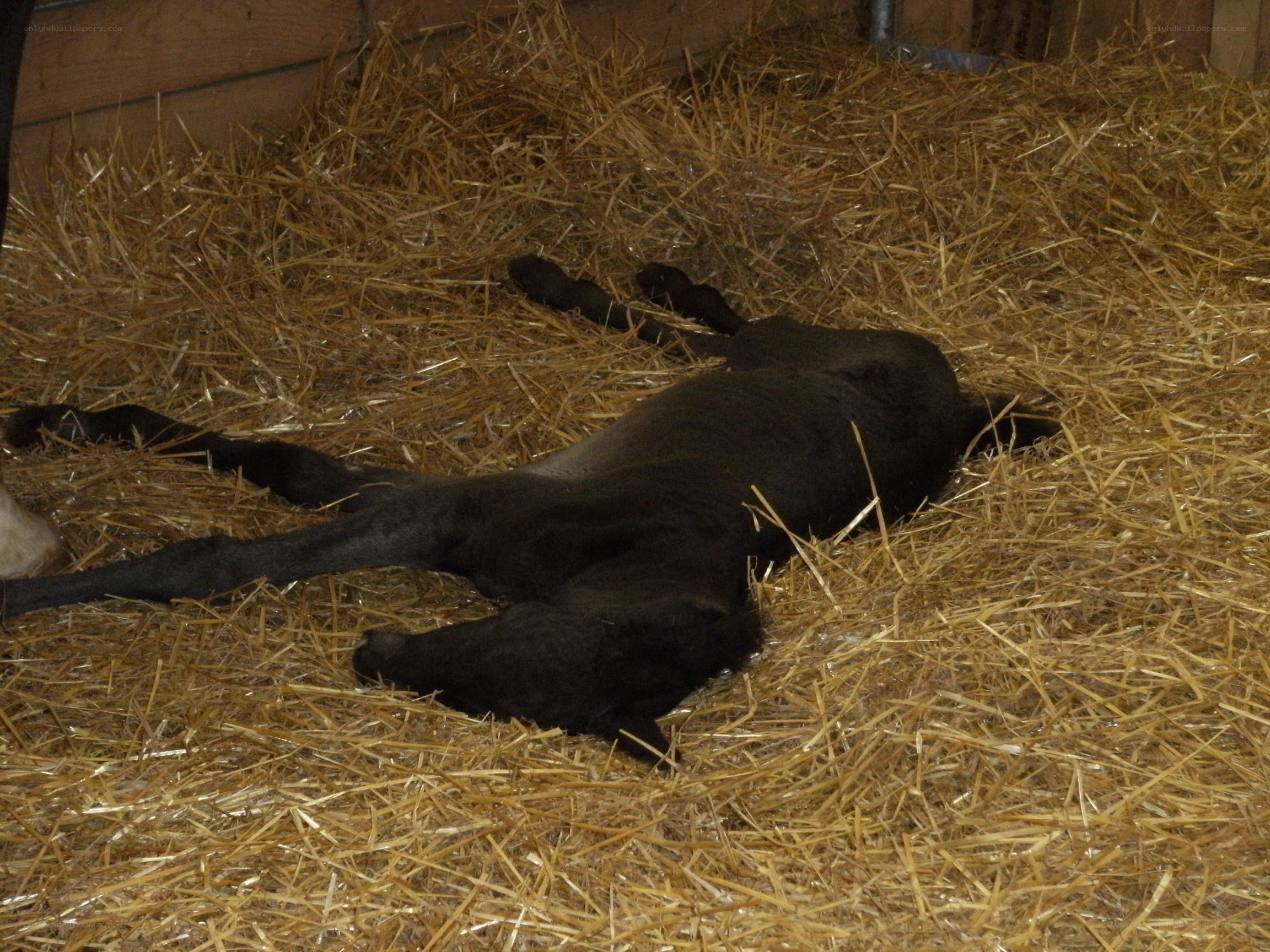 Newborn foal lying on straw