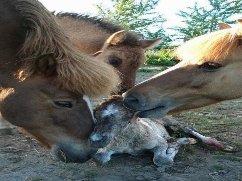 Newborn Foal with Parents