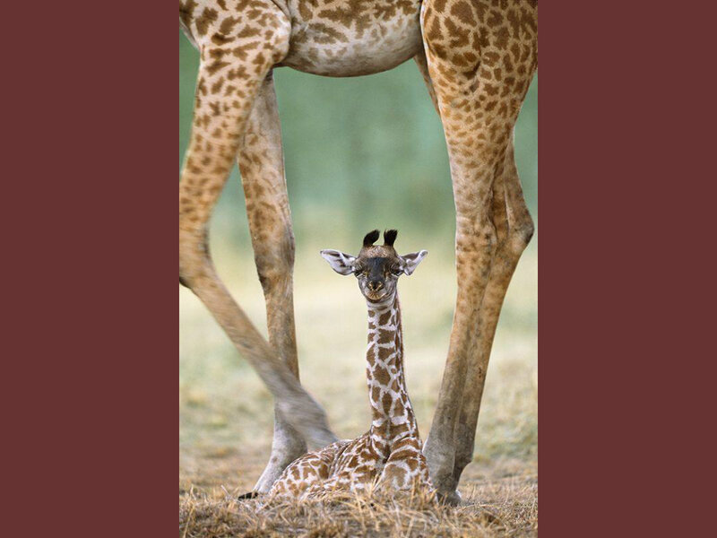 Newborn Giraffe Calf