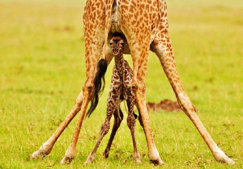 Newborn Giraffe with Mother