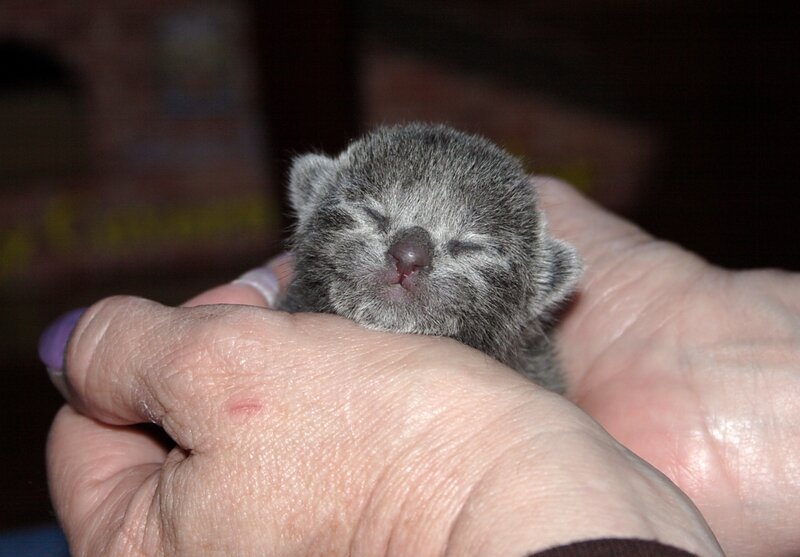 Newborn Gray Kitten