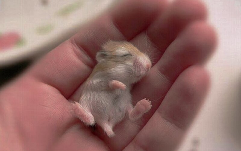 Newborn Hamster