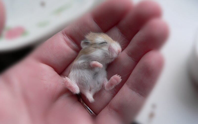 Newborn Hamster — White