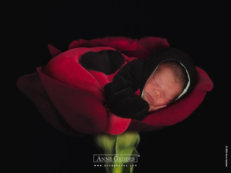 Newborn in a rose