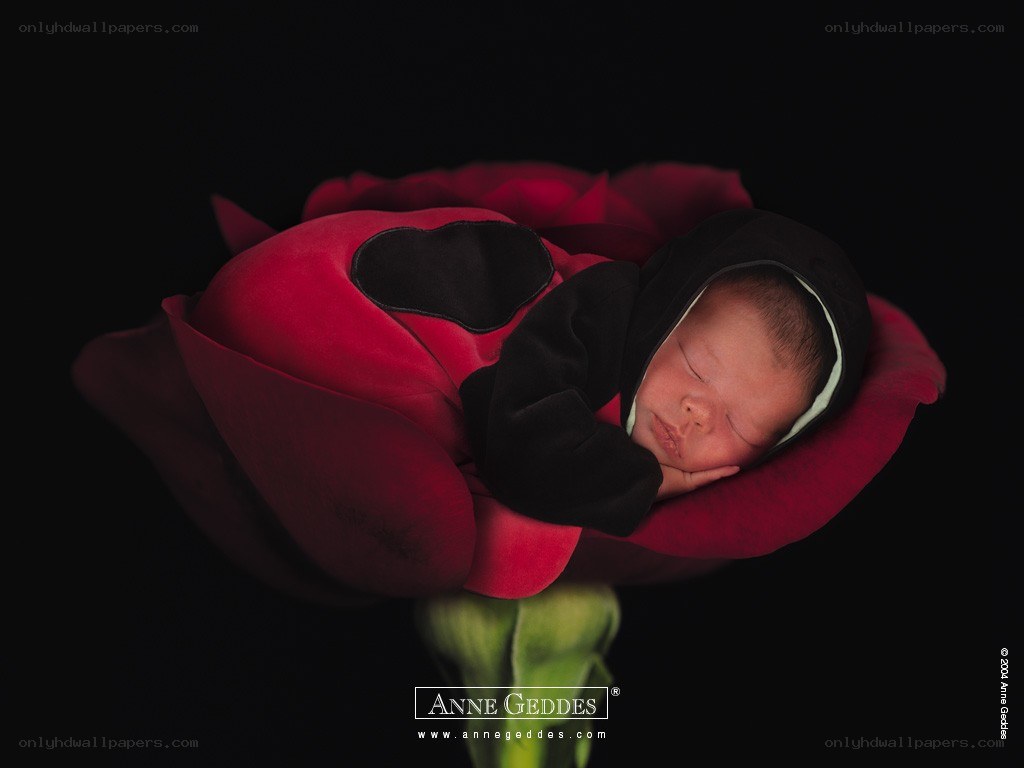 Newborn in a rose