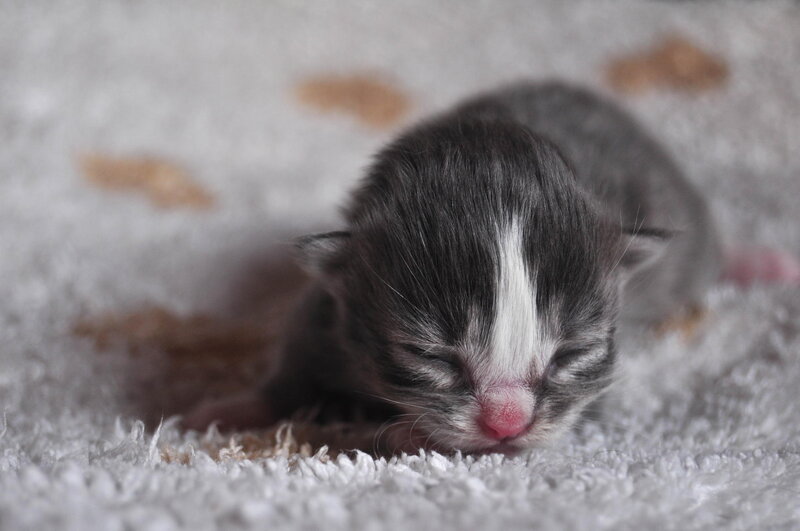 Newborn Kitten — Gray, Peaceful