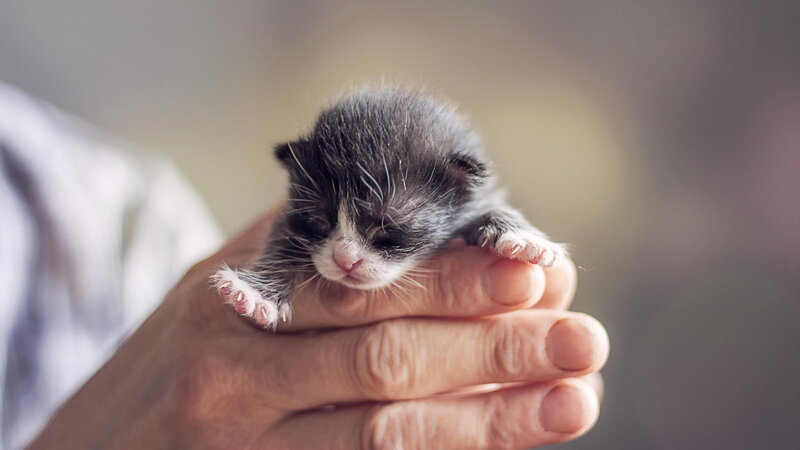 Newborn Kitten — Gray