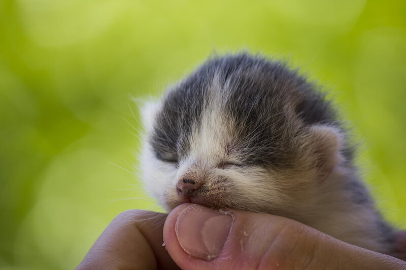 Newborn Kitten — Green