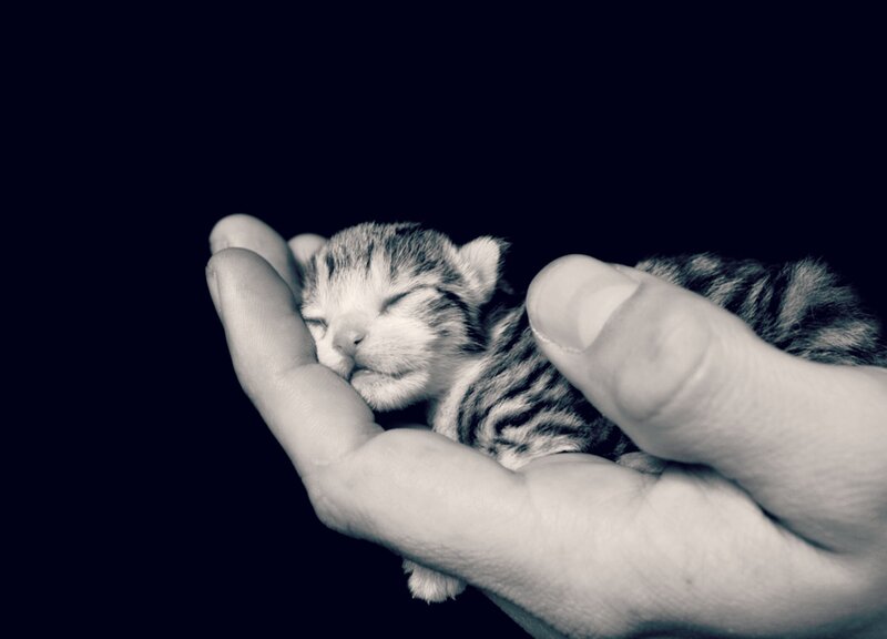 Newborn Kitten in Hand — Black