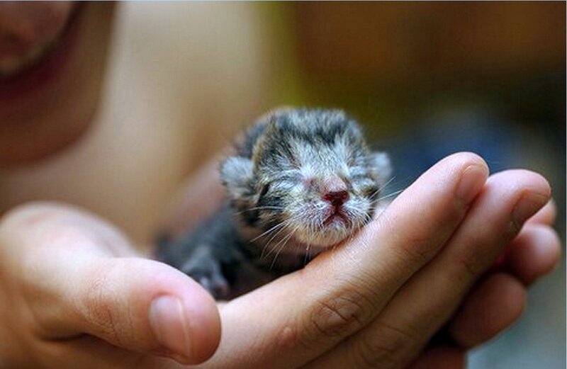 Newborn Kitten in Hand — Gray