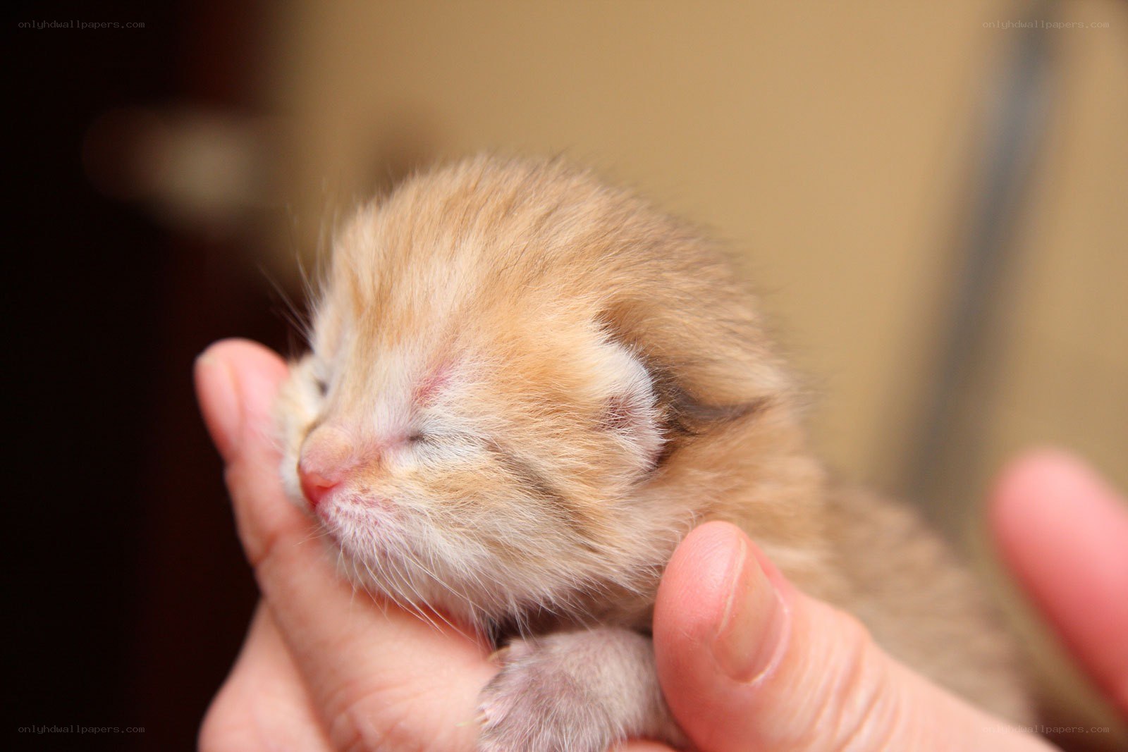 newborn kitten in hand