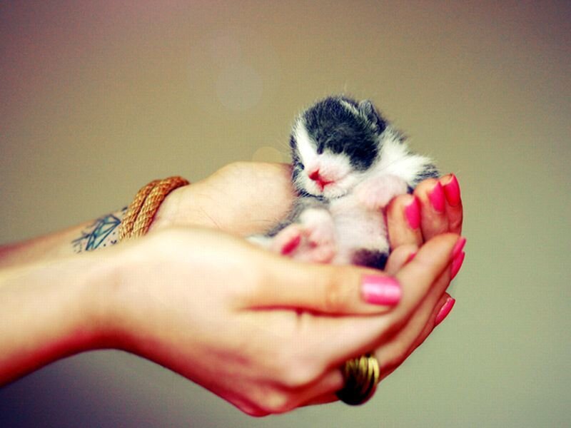 Newborn Kitten in Hands — Pink
