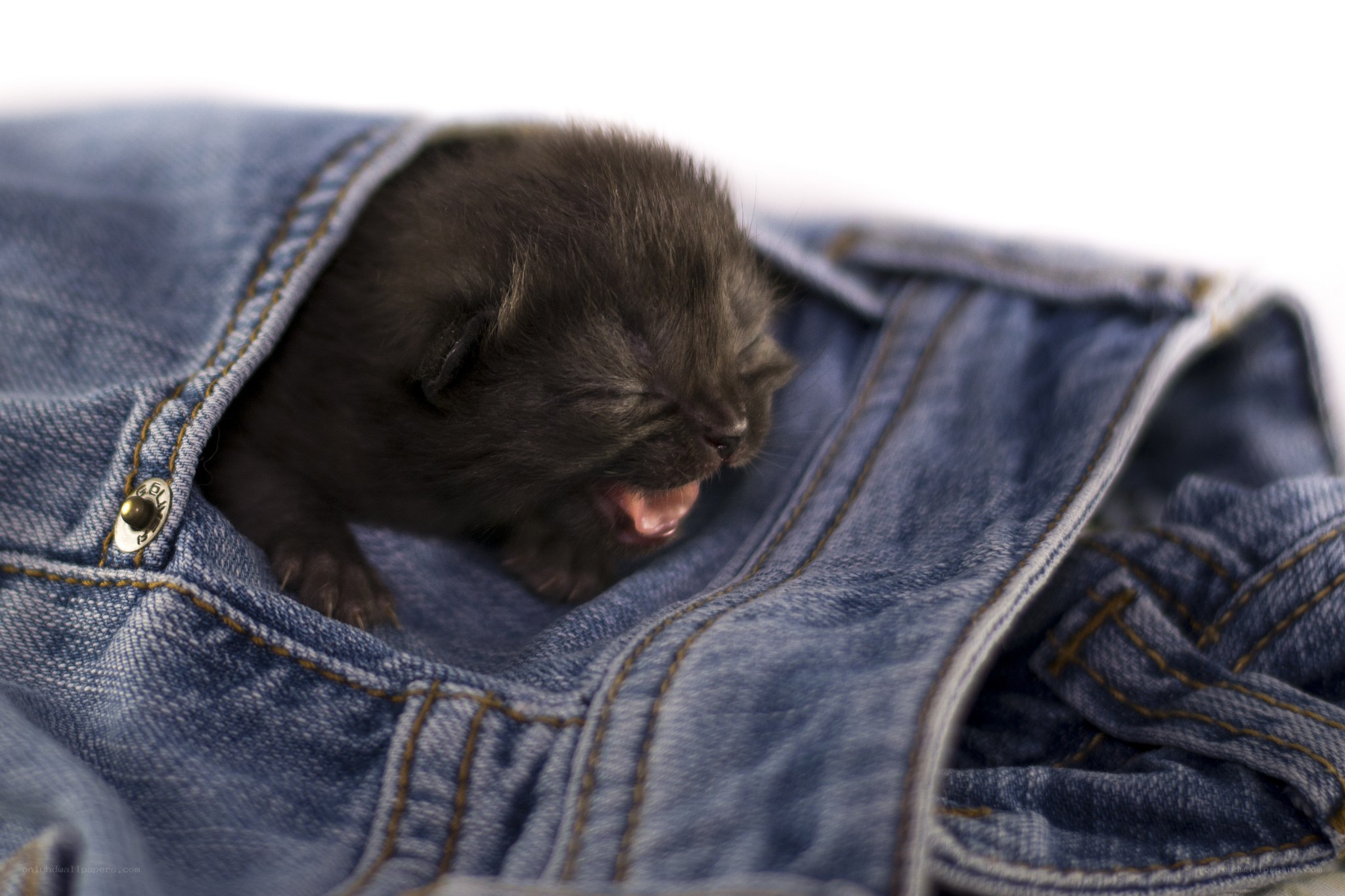 newborn kitten in jeans pocket