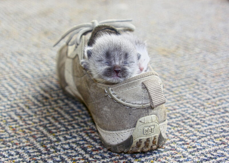 Newborn Kitten in Shoe
