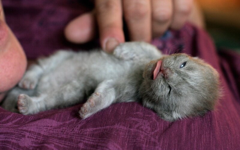 Newborn kitten on fabric