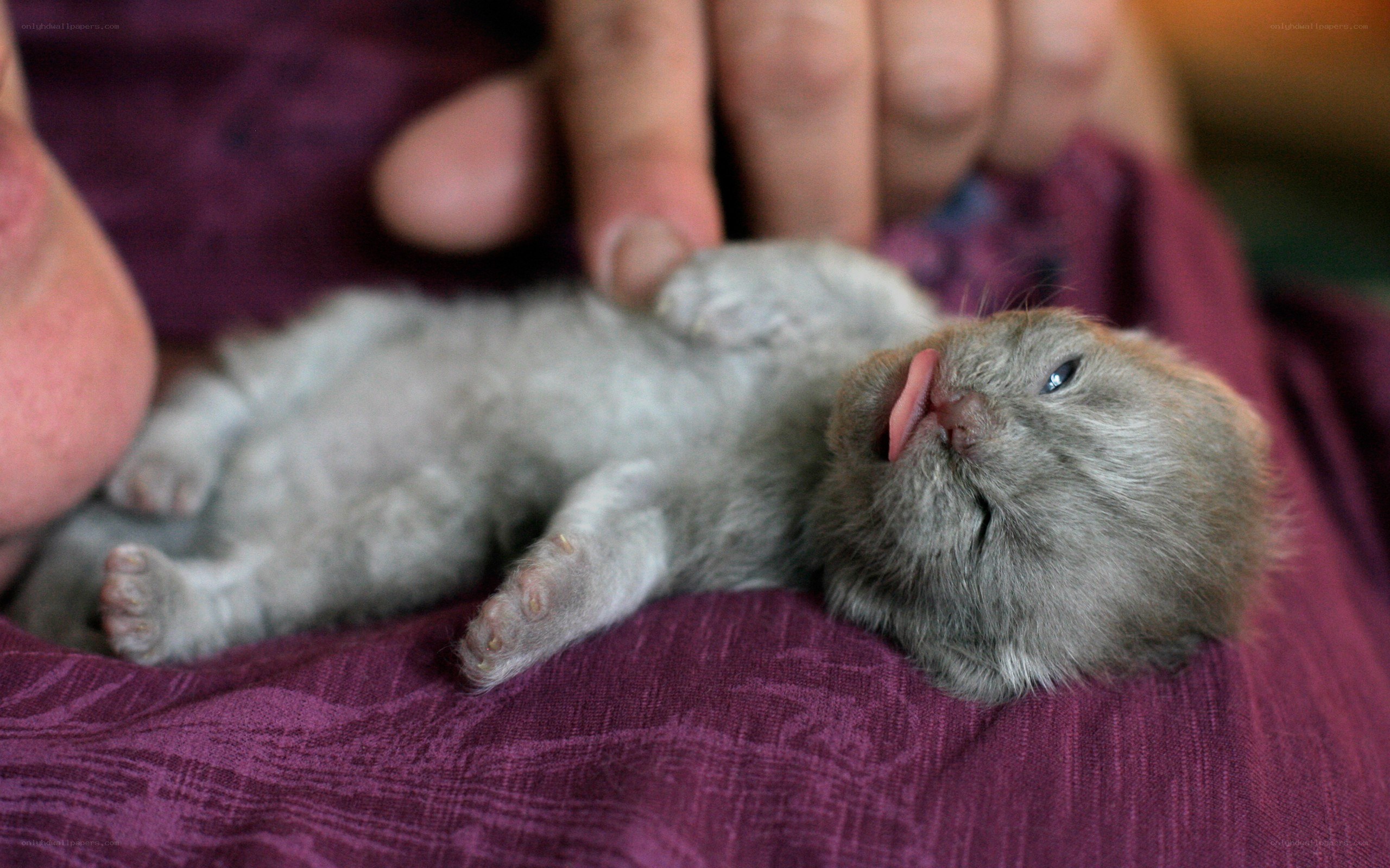 Newborn kitten on fabric