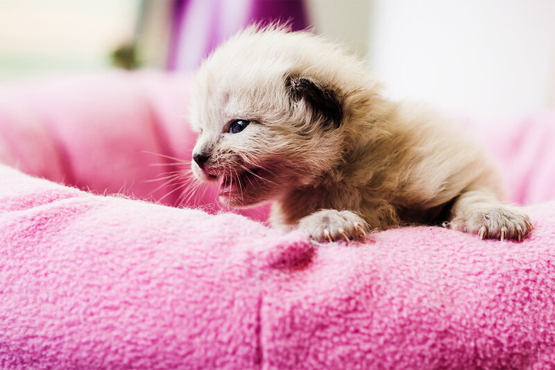 Newborn Kitten — Pink