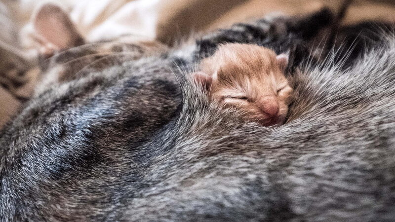 Newborn Kitten Sleeping — Gray