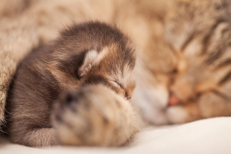 Newborn Kitten Sleeping