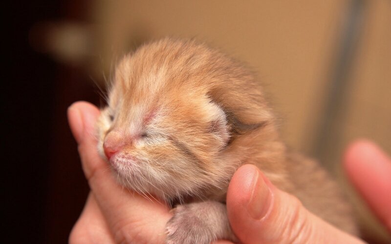 Newborn Kitten