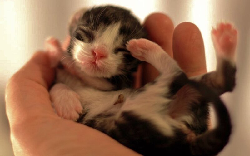 Newborn Kitten — White