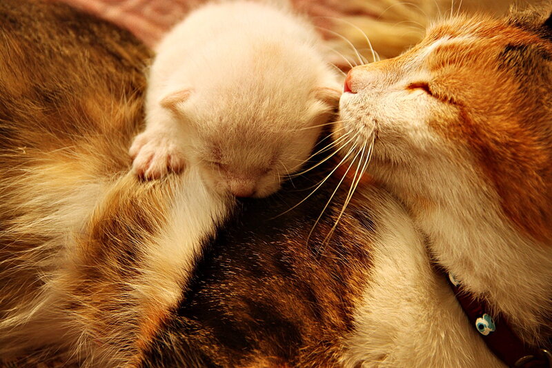 Newborn Kitten with Mother
