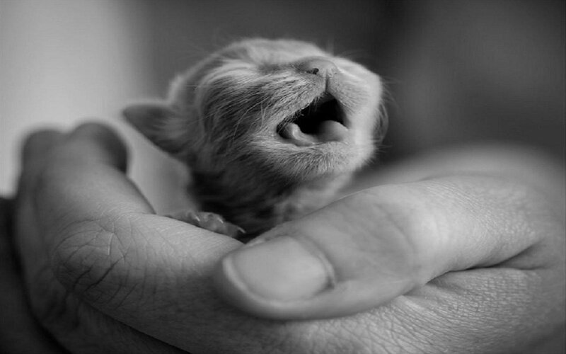 Newborn Kitten Yawning