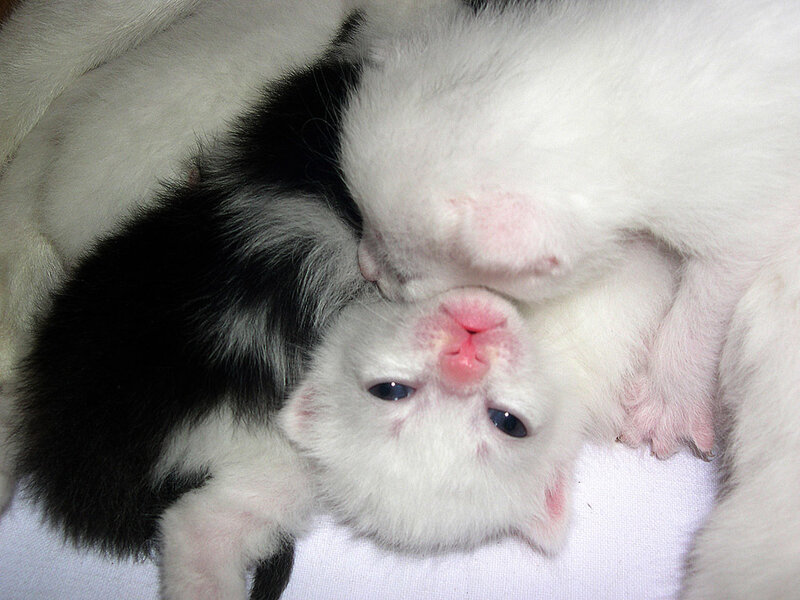 Newborn kittens nursing
