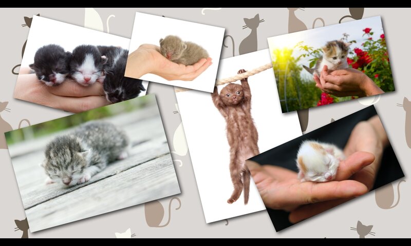 Newborn Kittens