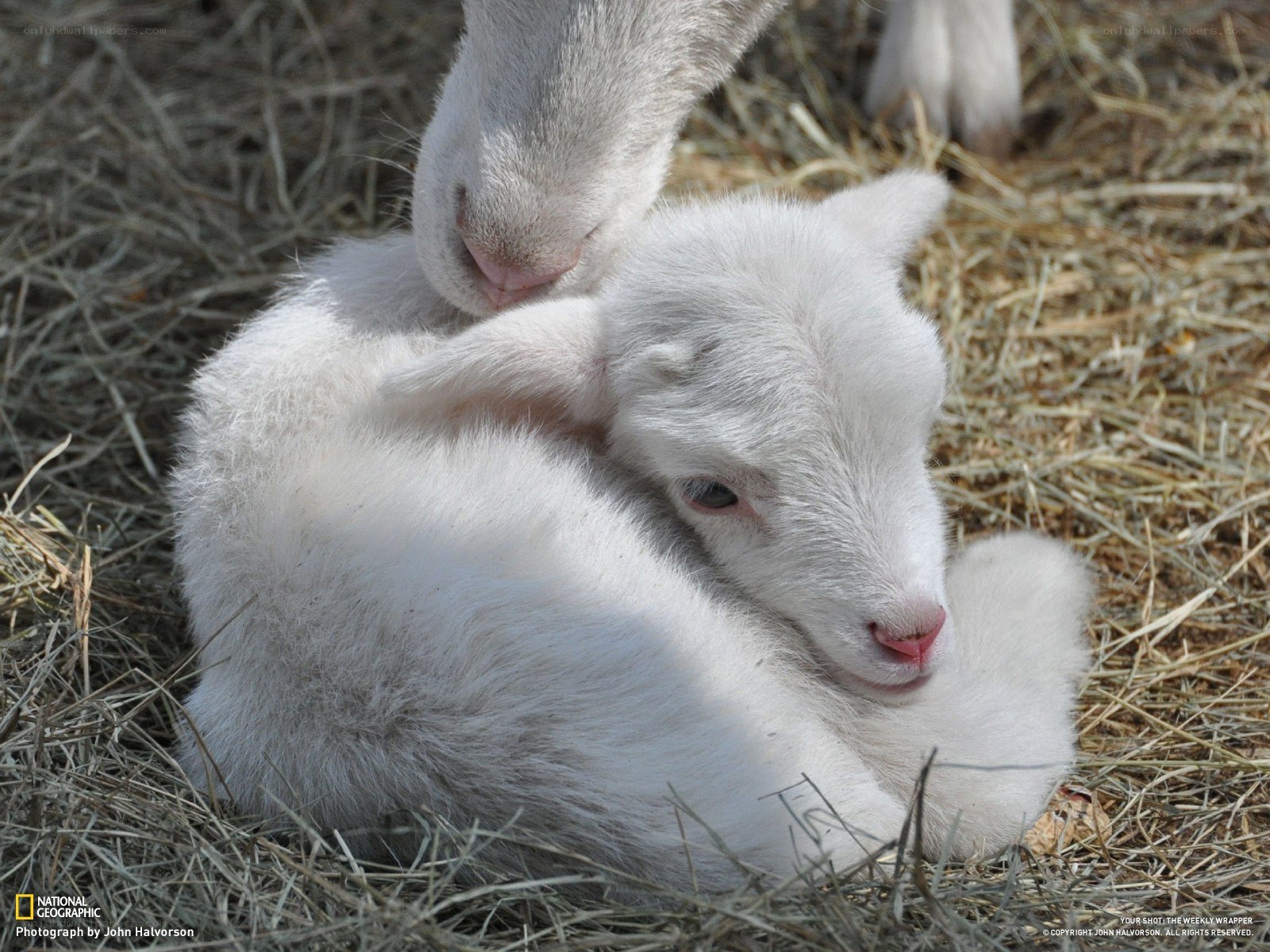 Newborn lamb with mother