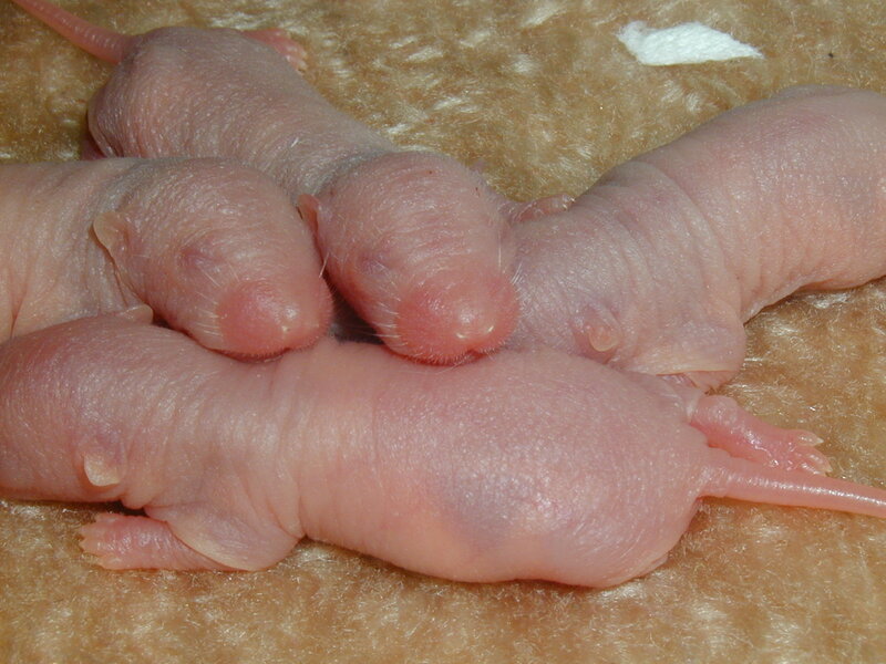 Newborn Mice