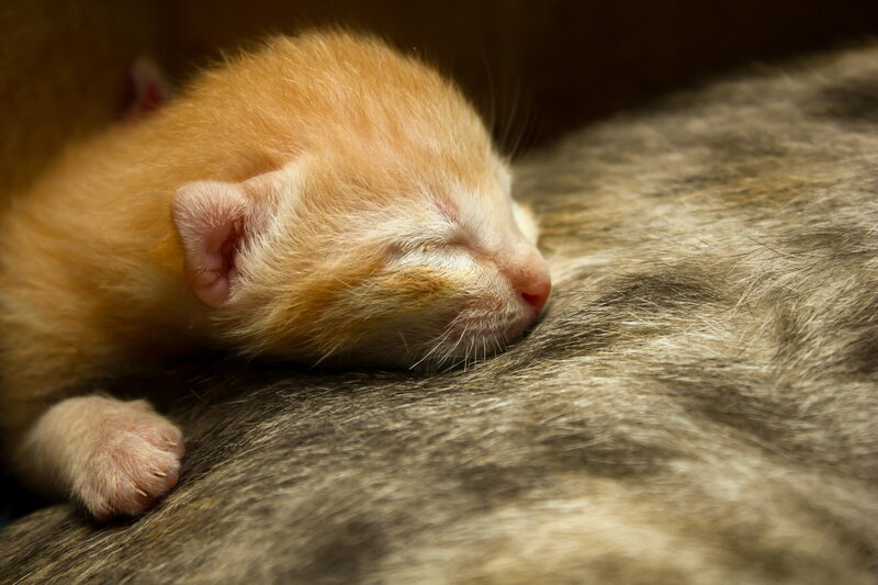 Newborn Orange Kitten
