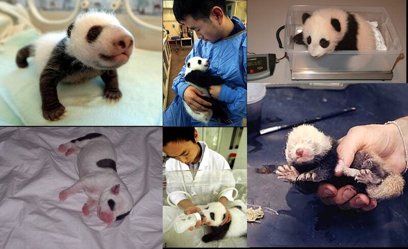 Newborn Panda Cub