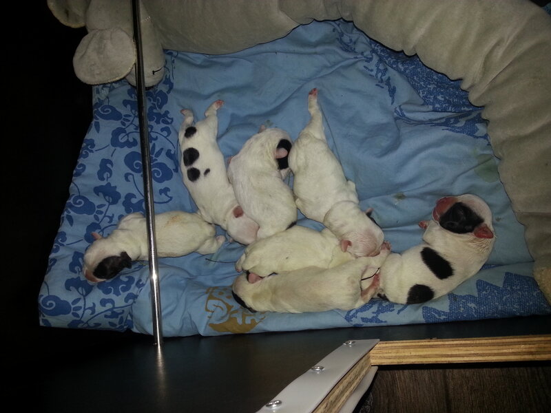 Newborn Puppies — Blue