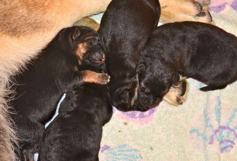 Newborn Puppies Nursing — Black