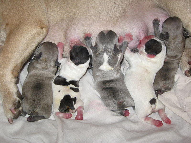 Newborn Puppies Nursing