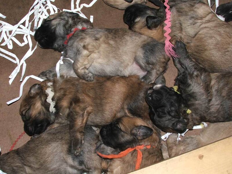 Newborn Puppies Sleeping
