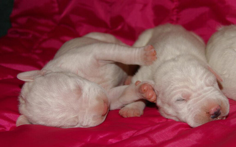 Newborn Puppies