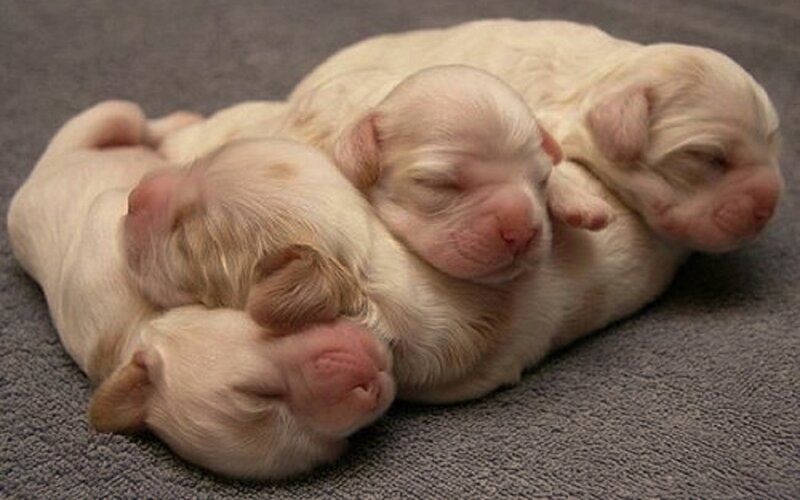 Newborn Puppies — White
