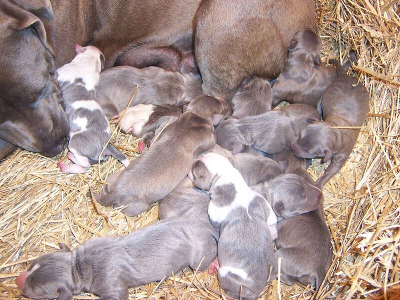 Newborn Puppies with Mother