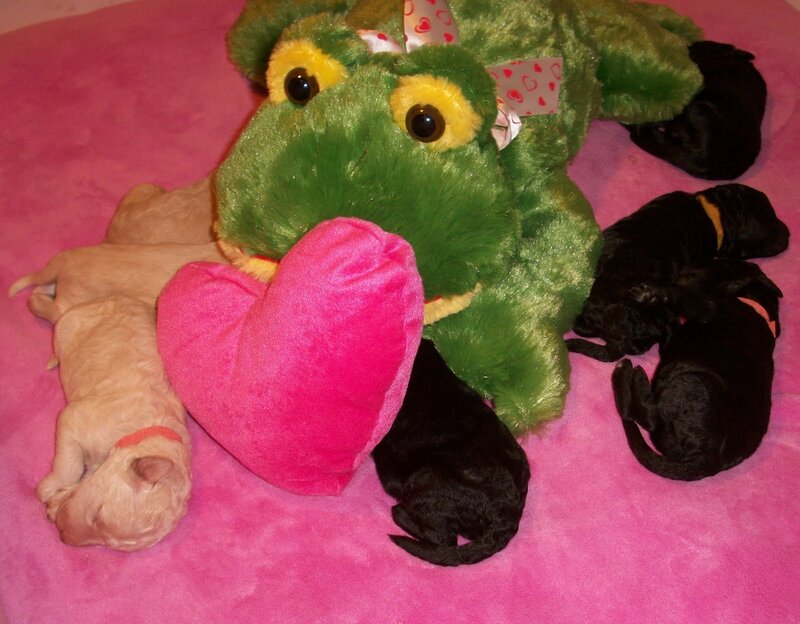 Newborn Puppies with Toy