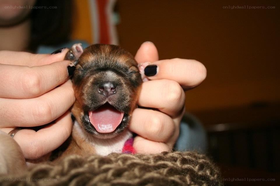 newborn puppy being held