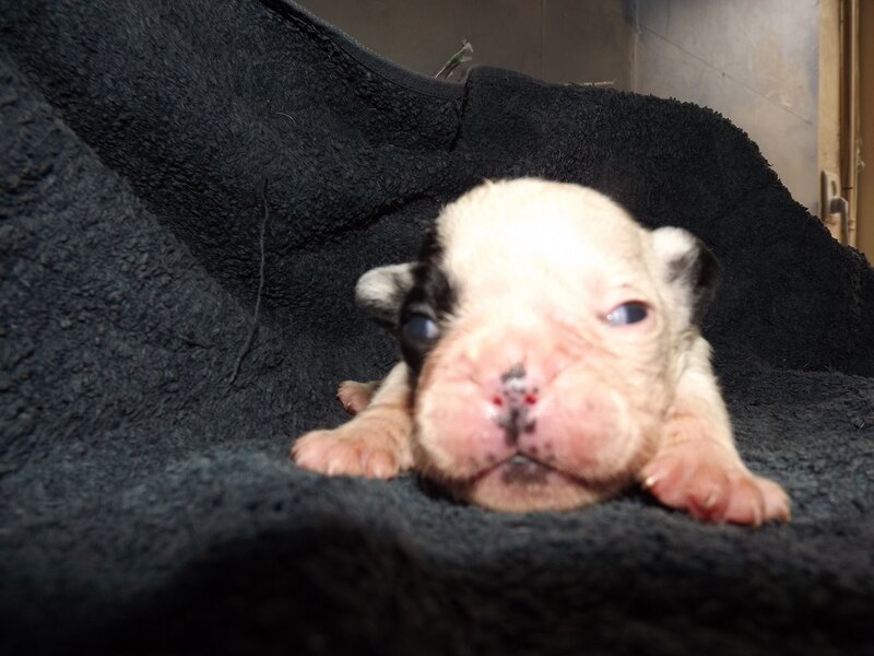 Newborn Puppy — Black