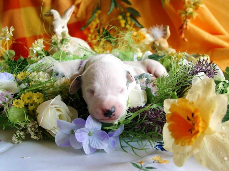 Newborn Puppy in Flowers