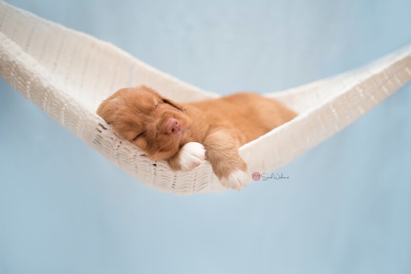 Newborn Puppy in Hammock