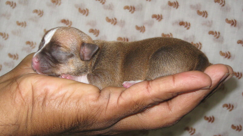 Newborn puppy in hand