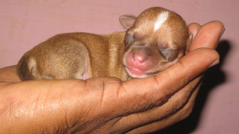 Newborn puppy in hand