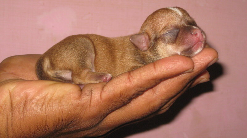 Newborn puppy in hand