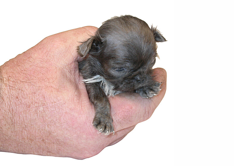 Newborn Puppy in Hand — Gray