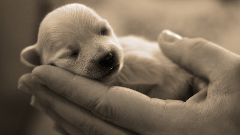Newborn Puppy in Hand — Sepia